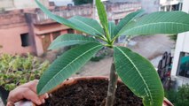 Care of Champa _ Plumeria _ Fun Gardening -bfmKYXcAmxA