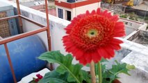 How to care for Gerbera Plant _ Caare of Transvaal daisy _ 3rd Nov ,2017-ewrgXsu8lsM