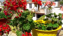 Collecting seeds of Geranium for summers _ 24 March, 2017-5dHooGPvUNk