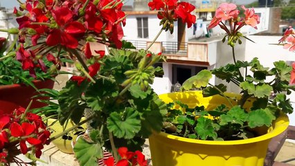 Collecting seeds of Geranium for summers _ 24 March, 2017-5dHooGPvUNk