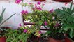 Common House Plants and Their Names _ Fun Gardening _ 8 Sep, 2017-m222yQpZjlQ