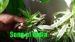Easy to grow Indoor Plants _ Best indoor plants to grow _ 25th October , 2017-W8oTh9e3rv0