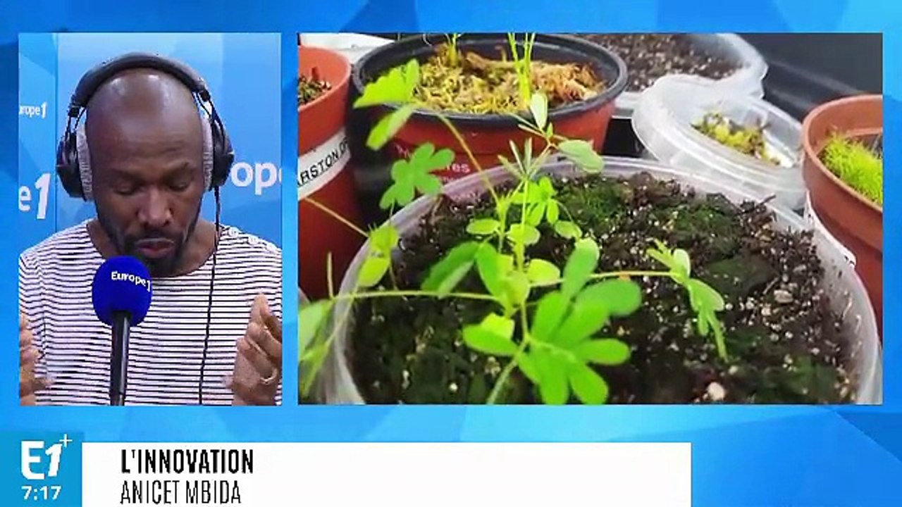 Les plantes seraient sensibles aux mêmes médicaments que les humains