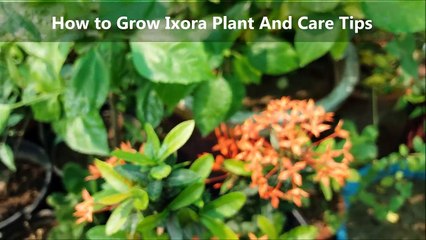 How to Care Ixora Plant _ Summer Flowering Plants _how to grow ixora in pots-rkS7XgsN__E