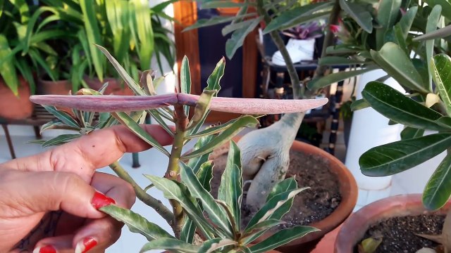 How to Collect Seeds of Adenium _ How to Harvest Seeds of Adenium _ Fun Gardening _ 2 Oct, 2017-_aMTKvAruUo