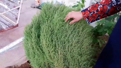 How to Collect Seeds of Kochia _ Kochia _ Fun Gardening _ 5 Nov, 2017-rSdUYtgotak