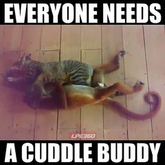 Everyone needs a cuddle buddy