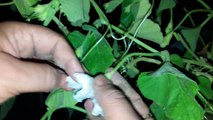 How to Get More Bottle Gourds _ Loki by Hand Pollination _ Fun Gardening _ 31 August, 2017-2WpX8M0yCKg