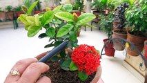 How to Get More Flowers in Ixora _ Ixora Flowering Plant _ Fun Gardening _ 14 Nov, 2017-_KYSSuoztNA
