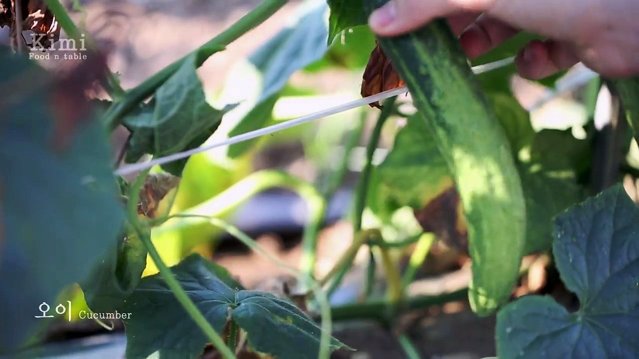 Korean Spicy Kimchi Noodles Recipe & Fried Dumplings  - Kimi-DQc-fj0VTVM