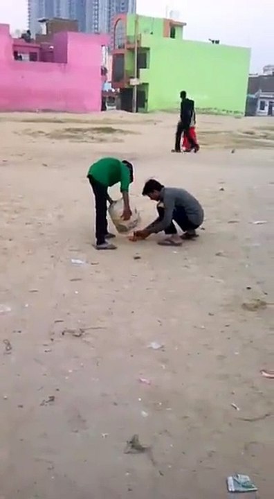 Funny Dog Pissing on Cracker Bomb