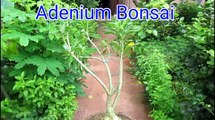 How to grow adenium as bonsai-AfLLW7IwxzE