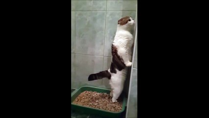 un chat fait caca debout xD