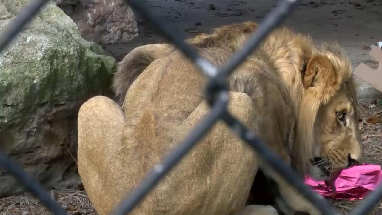 Tierische Weihnachten