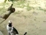 Monkey Plays With Cat Funny Cute Fight