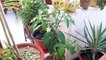 How to Grow and Care Chandni Plant _ Fun Gardening _ 14 Sep, 2017-qKUHqegfeyg