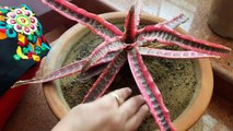 How to Grow and Care Cryptanthus Plant _ Fun Gardening _ 28 Sep, 2017-ODYgAEsiANY