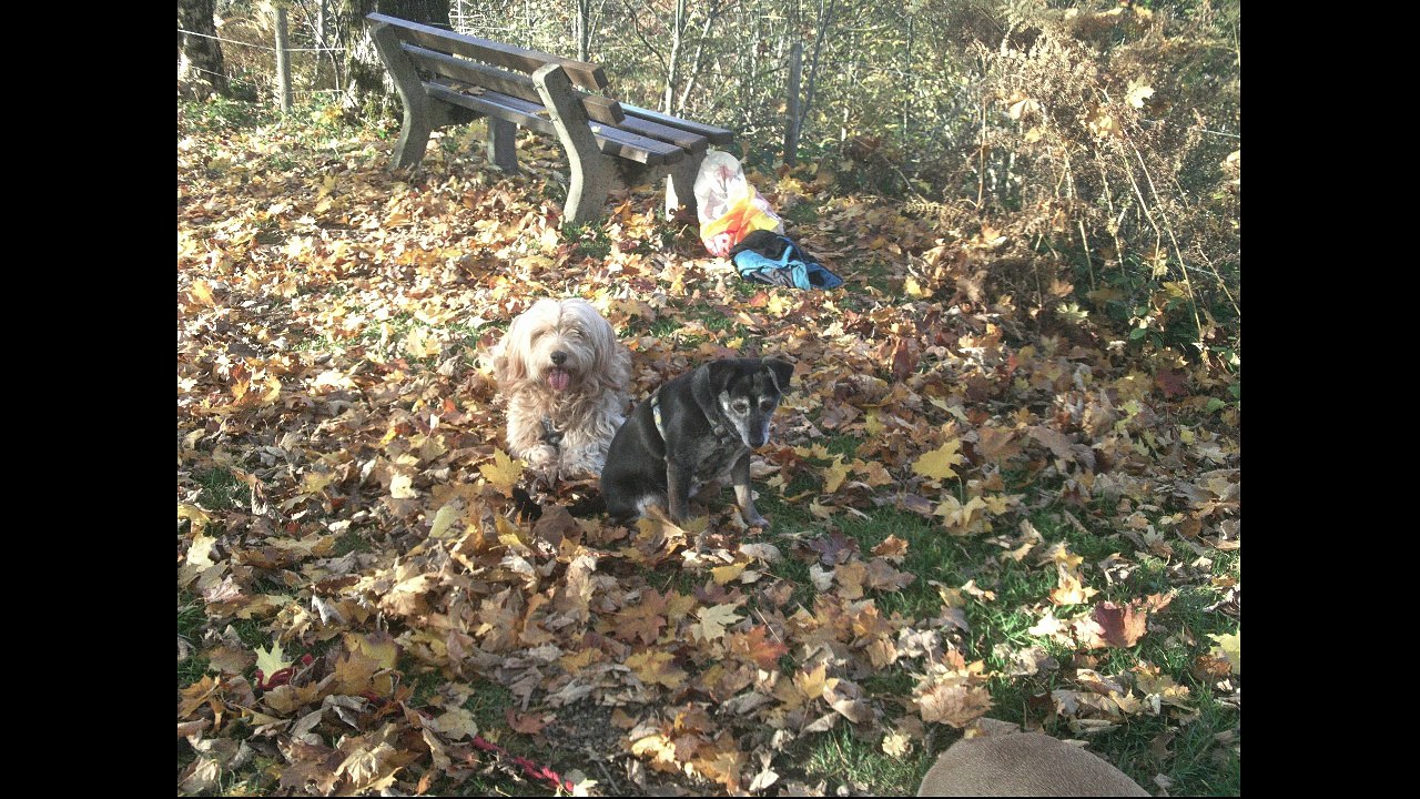 Lotte, irma und balu - diaschau