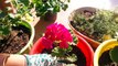 How to Grow and Care Geranium Plant _ Fun Gardening _ 25 Nov, 2017-iA1Ef7hAJkg
