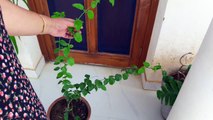 How to Grow and Care Juhi Plant _ Jasmine Molle _ Fun Gardening _ 16 Oct, 2017-0w4KaQKD_Pk