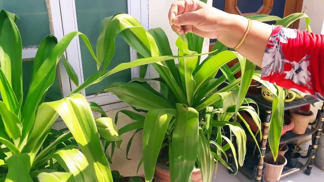 How to Grow and Care Sudarshan Plant _ Fun Gardening _ 20 Aug, 2017-fXu14EcGeuc