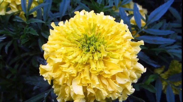 Canon IXUS 220 HS - Full HD Sample Video