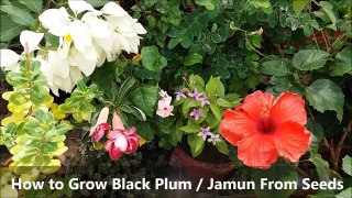 How to Grow Black Plum _ Jamun From Seeds ( with updates)-VJ4_ie0Om0I