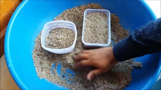 How to Grow Cactus From Seed (With update video)-J9vZ63J7n3I