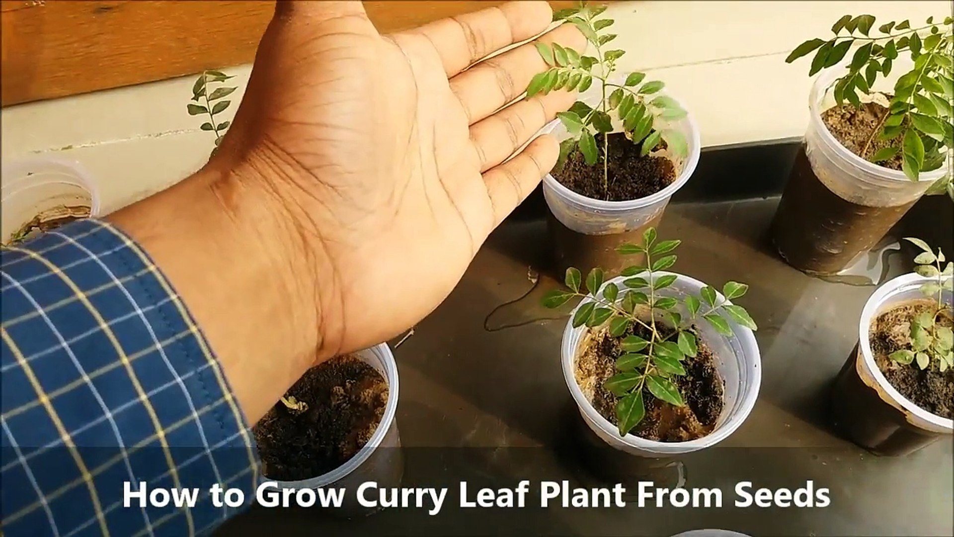 Curry Leaf Plant Seeds