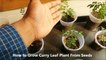 How to Grow Curry Leaf Plant From Seeds (With Updates)-sFN_azmwSB8