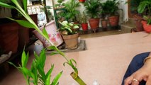 How to Grow Lucky Bamboo by Cutting _ Fun Gardening _ 23 Sep, 2017-W9WieZvoMWk