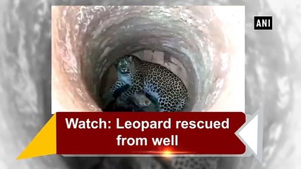 കിണറ്റിൽ വീണ പുള്ളിപ്പുലിയെ സാഹസികമായി രക്ഷപെടുത്തി | വീഡിയോ കാണൂ