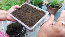 How To grow Marigold from seeds _ Marigold by seeds _ 28 August ,2017-iUk7Qub7fHg