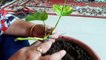 How to Grow Money Plant in Soil _ How to get more plants from one cutting _19 July, 2017-oZ13BcYjfcs
