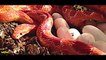Amazing Snakes Reproducing Video  Snakes Laying Eggs Caught On Camera