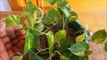 How to Grow Pothos _ Money Plant from Cuttings (WITH UPDATES)-cFK0y758OfQ