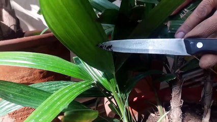 How to multiply lady palm plant _ How to get new lady palm plant from old one _ 13 Nov ,2017-WlEVtT-f53g