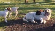 Baby goats sleep and play on patient Akbash dog