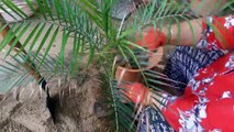 How to repot a root bound plant _ repotting a root bound plant _ 3rd July ,2017-MArnLB6ysgg