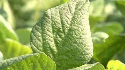 버리던 콩잎을 기능성 식품 원료로 / YTN