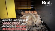 La vidéo choc de L214 pour dénoncer l'élevage de poules en cage