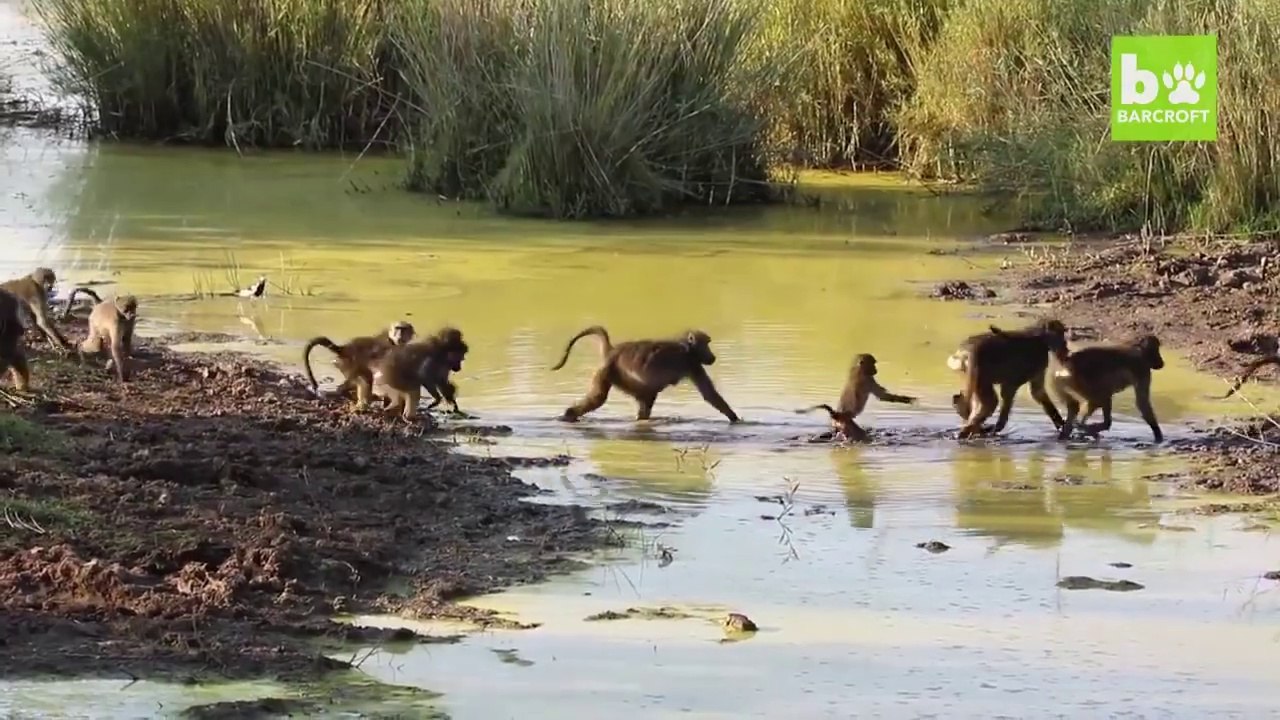 Chacun sa technique pour traverser la rivière... Ahaha