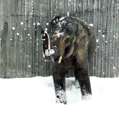 Descargar video: Premier jour de neige au zoo de l'Oregon. Les animaux découvrent la poudreuse