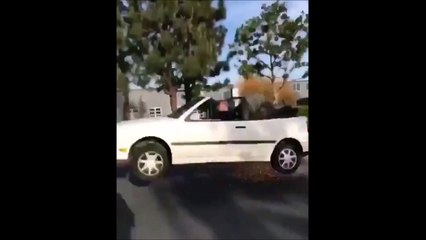 Quand tu arrives trop vite sur un dos d'âne en voiture...