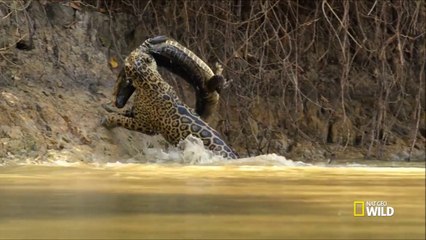 Cette panthère attrape un crocodile pour son repas... Incroyable