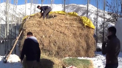 Hayvanları İçin Kızaklarla ve Sırtlarında Ot Taşıyorlar