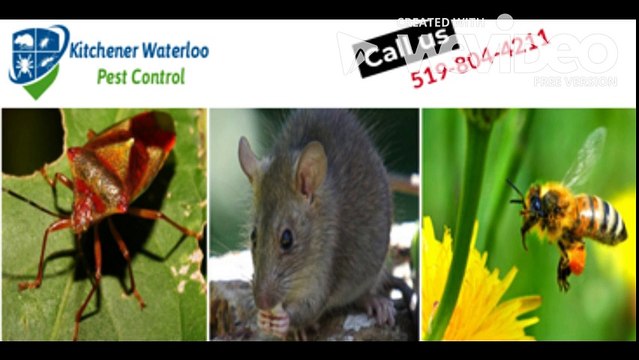 Pest Control & exterminator