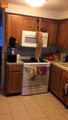 Ce chat affamé essaie d'atteindre le placard pour attraper ses croquettes... pas facile