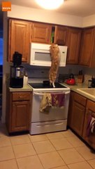 Ce chat affamé essaie d'atteindre le placard pour attraper ses croquettes... pas facile