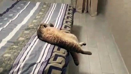 Il surprend son chat en train de se reposer dans une position très etrange